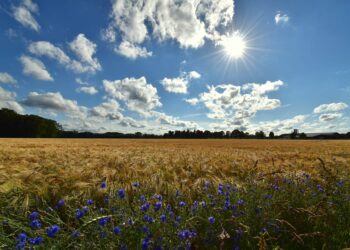 Agrarunternehmen unterstützen bei der Feldarbeit, moderne Landwirtschaft
